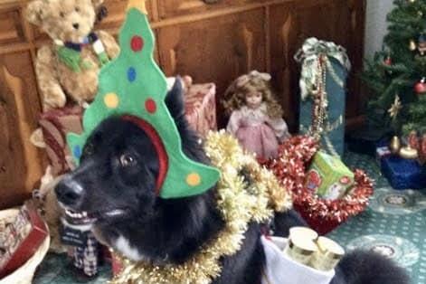 Major's owner left him with his mum for the afternoon and came back to find him looking like this...