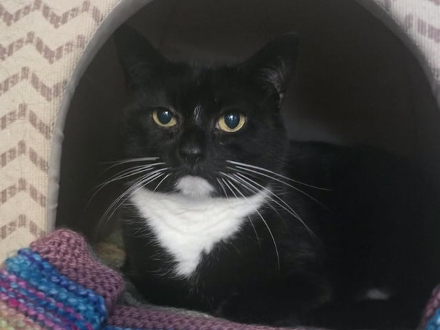 Could you give one of these cats a home?