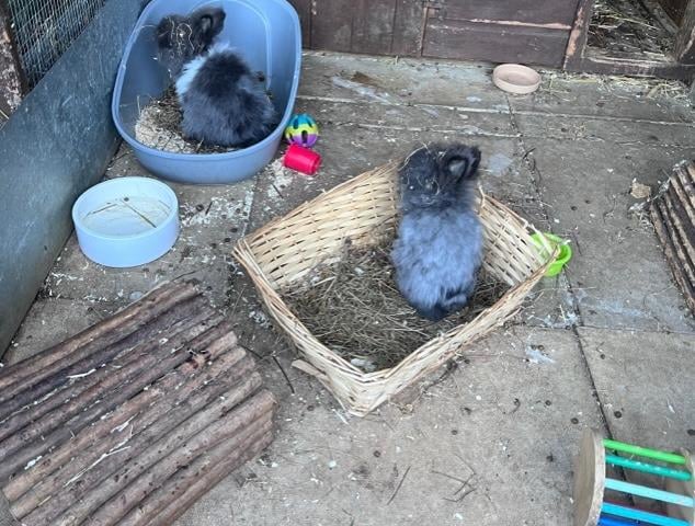 Freddie and Whitney are six month old angora cross siblings waiting for a large new experienced home together.They will need daily grooming to keep there beautiful costs in order