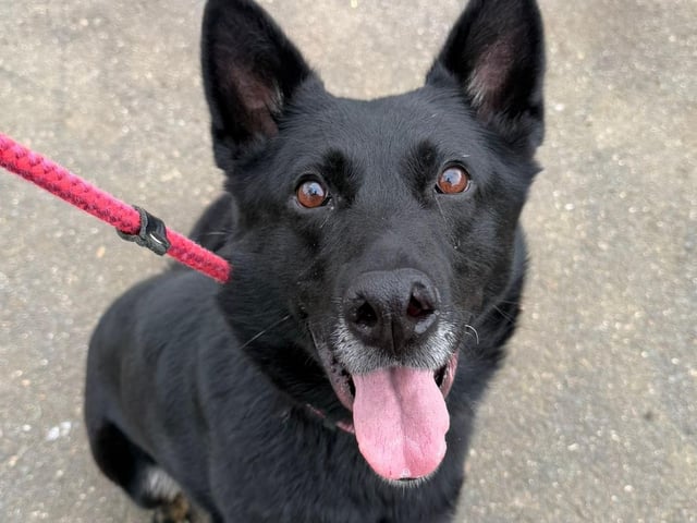 4½-year-old GSD. Loves a stick - the bigger the better! Breed-experienced home preferred.