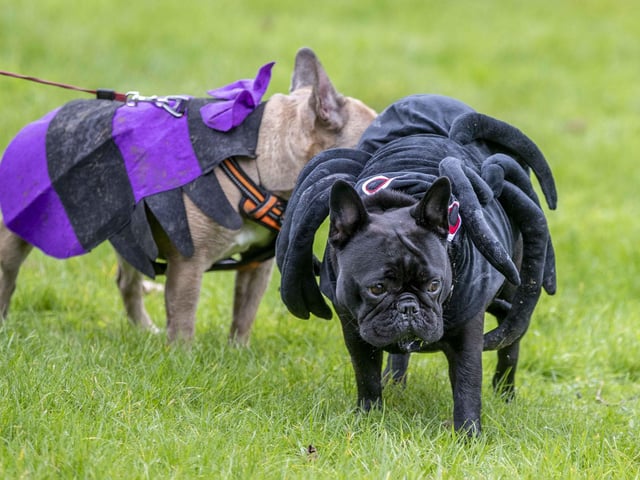 Around 60 French Bulldogs dressed up in spooky costumes for a special walk at Hunsbury Hill Country Park on Sunday (October 29).