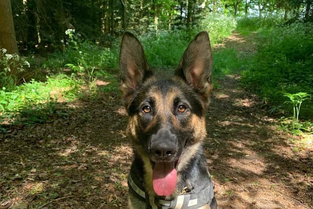 Police Dog Kez helped to track the suspect in a nearby Northampton street.