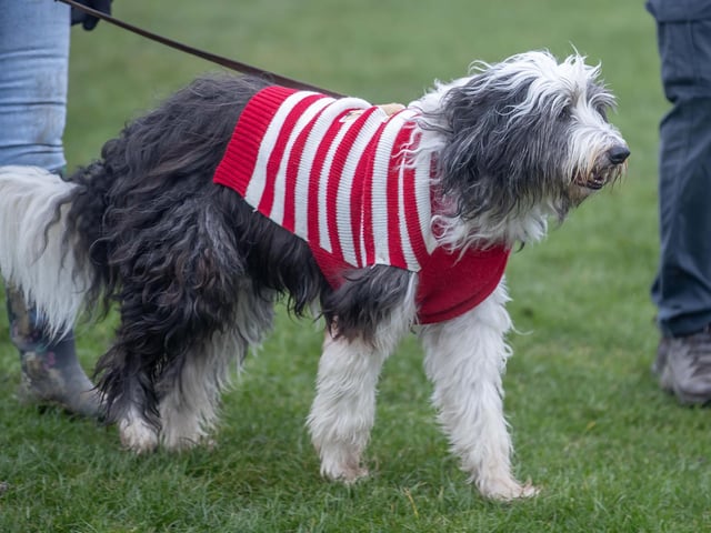 Dozens of dog walkers turned out on Sunday morning (December 21) for the charity's annual fundraiser at Bradlaugh Fields