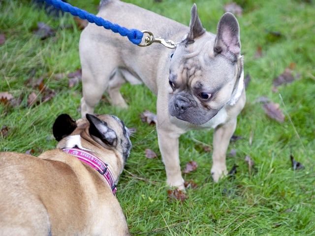 The French Bulldog Meet & Walk group’s Christmas walk at Hunsbury Hill Country Park on Sunday December 4, 2022.