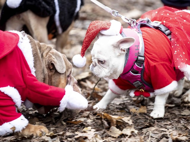Nearly 100 French Bulldogs wore Christmas outfits for a festive walk at Hunsbury Hill Country Park on Sunday (December 17).