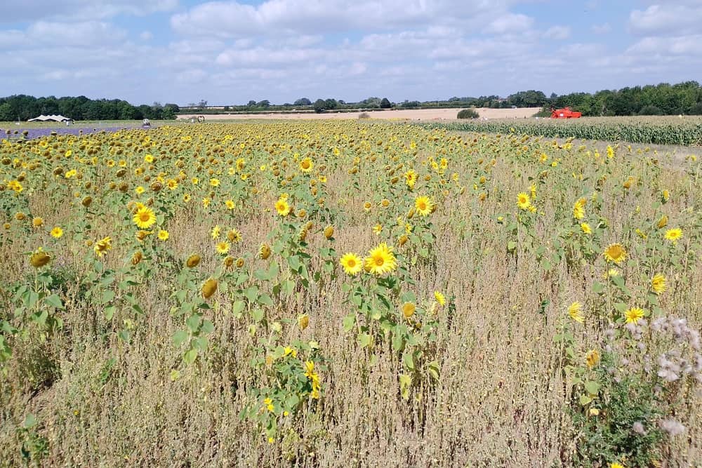 The sunflower fields at The Patch in full bloom in August 2025 - they will be closed to the public this summer in order to protect the land