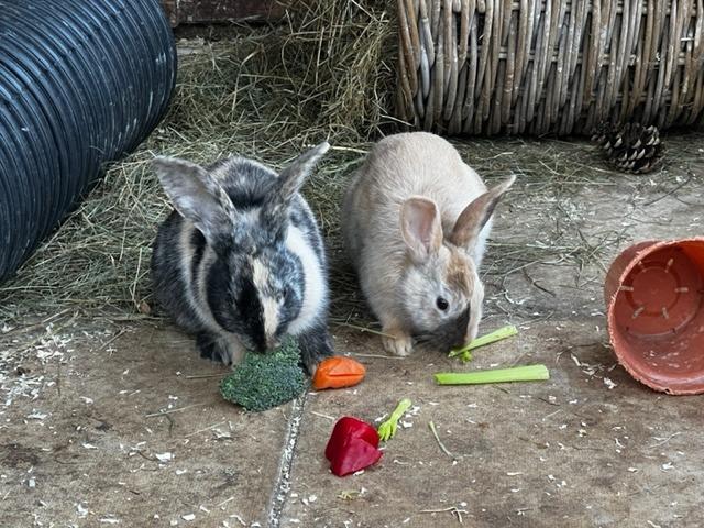 Annie said: "Beautiful babies Parsley & Dill are 12 week old siblings waiting for a large home together where they have roomhop, kick & binky!"