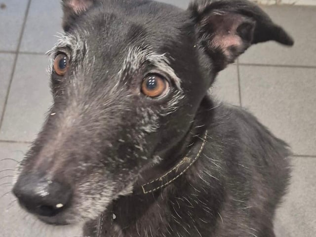 Murphy is a 7-year-old Lurcher with a heart full of love. He would thrive in a sighthound-experienced, animal-free home where he can be the only cherished dog. Loyal and affectionate, Murphy will make a devoted best friend to the right family.