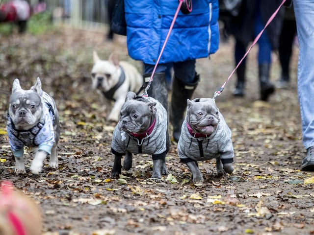 The French Bulldog Meet & Walk group’s Christmas walk at Hunsbury Hill Country Park on Sunday December 4, 2022.