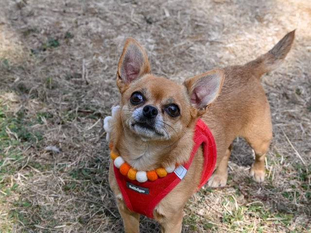 Pugs and their owners travelled across the country to be part of the occasion, which takes inspiration from Coachella festival and returned to Northampton on Sunday (August 23) with a pool party theme.