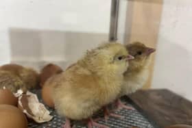 Three hour old baby chick