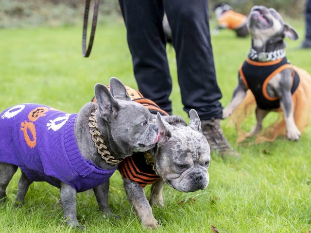 Around 60 French Bulldogs dressed up in spooky costumes for a special walk at Hunsbury Hill Country Park on Sunday (October 29).