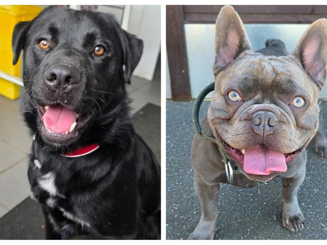 Take a look at six abandoned but adorable dogs looking for forever homes this week in Northamptonshire