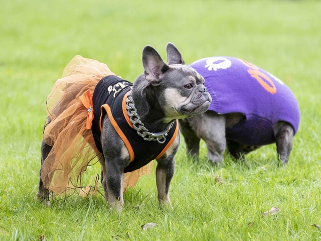 Around 60 French Bulldogs dressed up in spooky costumes for a special walk at Hunsbury Hill Country Park on Sunday (October 29).