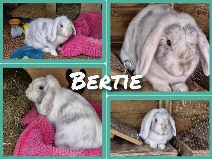 Bertie