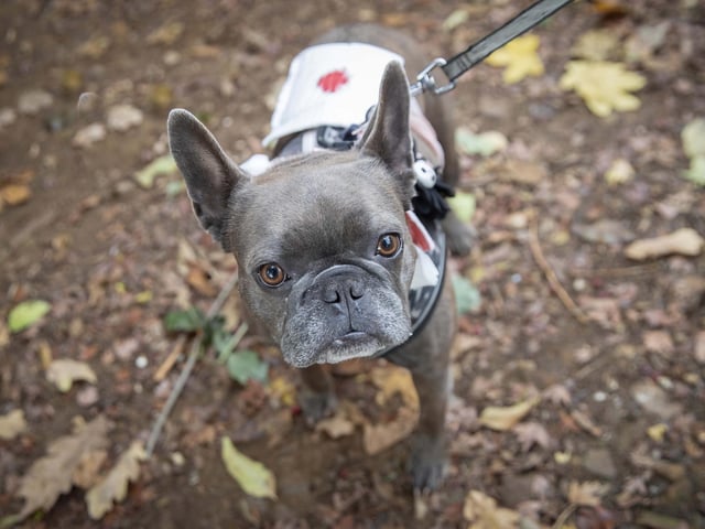 Owners and their pets met for the annual Halloween Walk for the annual event organised by the French Bulldog Meet and Walk Northampton group