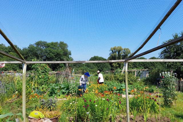 The C2C Grows allotment in Northampton.