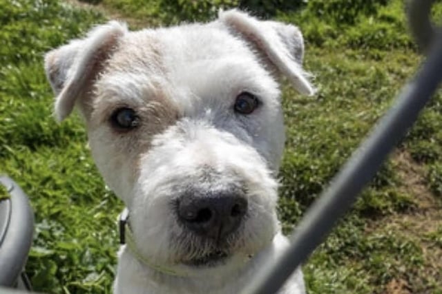 Annie said: "Stanley is a five year old terrier who needs an experienced home with no children, as he can push his boundaries. He is a very busy lad so an active home is essential. He is dog reactive and unsure meeting strangers."
