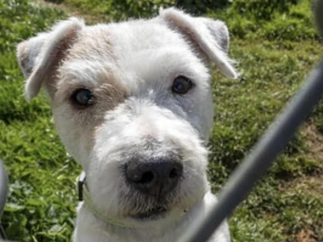 Annie said: "Stanley is a five year old terrier who needs an experienced home with no children, as he can push his boundaries. He is a very busy lad so an active home is essential. He is dog reactive and unsure meeting strangers."