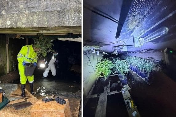 Maintenance workers discover 240 cannabis plants in drainage running under ...