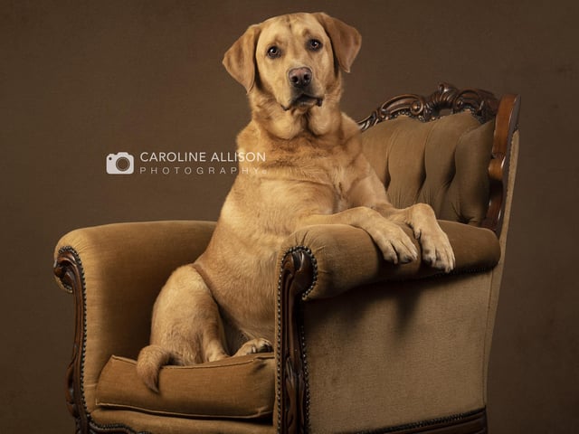 Monty, a four-year-old Fox Red Labrador who adored his tennis ball, pictured by Caroline.