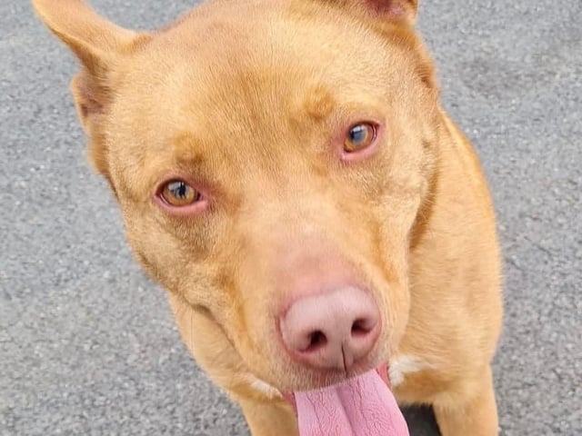 Annie said: "This handsome lad is three year old medium sized crossbreed Max. He is full of life and love but he can be cheeky and will push his boundaries so an active home willing to put in some training with children no younger than teenagers is essential for a happy rehome."