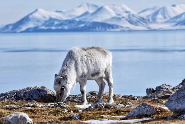 Photo taken by Sophie Richterova for the RSPCA Young Photographer of the Year Awards