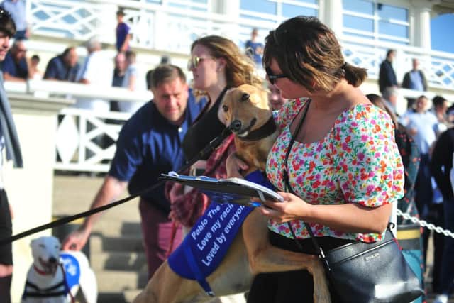Racing greyhound Pablo The Pup trained by Heather Dimmock plays a key role in raising funds for retired greyhounds