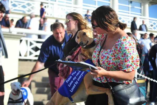Racing greyhound Pablo The Pup trained by Heather Dimmock plays a key role in raising funds for retired greyhounds