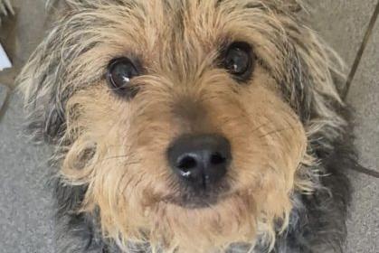 Custard is a lovely girl who is full of joy. She is looking for a home who will keep her busy, ideally with older children. She can be selective with other dogs so would prefer not to live with one. She knows some commands and is eager to please.