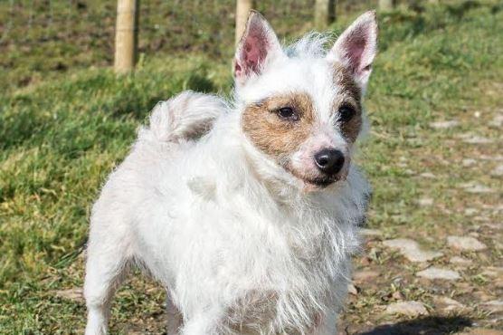 Bandit is a 10-year-old terrier with a lively personality. As a typical terrier, he would be best suited to a home without small furries. He enjoys an active lifestyle and will thrive in a family that can provide plenty of exercise and engagement. Bandit also loves cuddles, but he prefers them on his own terms, so an understanding family that respects his space will be ideal for him. If you're looking for a loyal, affectionate companion with a bit of terrier spirit, Bandit could be the perfect match for your home.