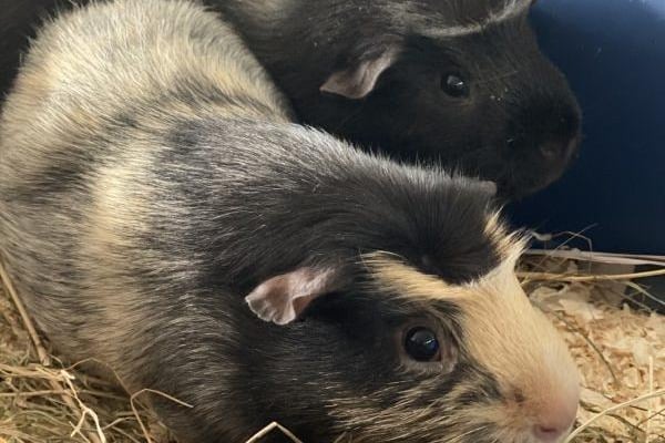 Morpheus & Neo are handsome 18 month old brothers looking for a home together. They have been well loved and are happy, cheeky little chaps. They will need a spacious indoor cage with a secure run so they can spend the warmer days out on the grass.