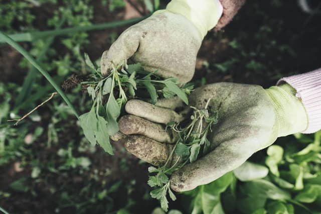 Here are some of the best garden centres in Northamptonshire...