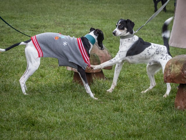 Dozens of dog walkers turned out on Sunday morning (December 21) for the charity's annual fundraiser at Bradlaugh Fields