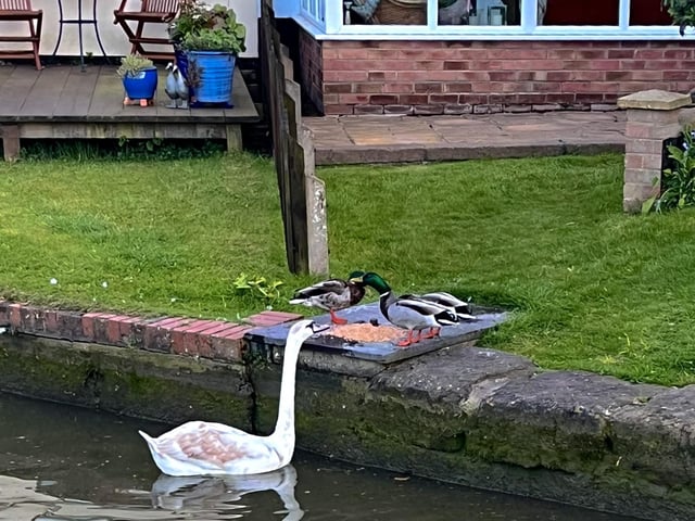We travelled on the Grand Union Canal, enjoying the companionship of a peaceful herd of cows, dogs, ducks, and swans along the route.