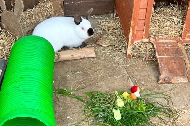 She joined us last year she was rescued from a large rabbit farm. Around a year old this beautiful girl needs a home with a neutered male rabbit.