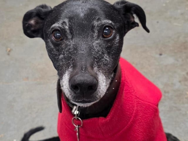 Bill is a Bull Lurcher, seven years old. Super people friendly, likes other well mannered dogs of similar size and needs a sofa to live out his golden years on.