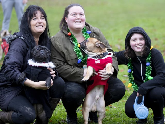 The French Bulldog Meet & Walk group’s Christmas walk at Hunsbury Hill Country Park on Sunday December 4, 2022.