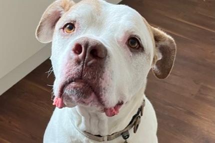 Patch is a sad, confused 14-year-old Boxer cross boy who was handed in by his family, who could no longer keep him. He is understandably anxious in the kennel environment, as it's too busy and noisy for him. Patch is looking for a quiet home filled with love and patience, which will help him settle and turn his life around.  He has lived with another dog before but is not keen on cats. Although he can be strong and boisterous, he will thrive in a home with a firm hand and someone who can offer him the structure and guidance he needs.  If you're looking for a loyal companion who deserves a peaceful, loving environment in his golden years, Patch could be the perfect dog for you.