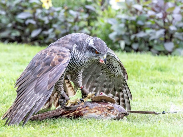 Delapre Abbey hosted a re-enactment event on Sunday July 14, 2024, including a medieval hawking show, re-enactors and a guided tour of the registered battlefield.