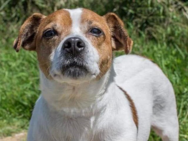 Buster is an older shy worried Jack Russell Terrier, he needs a patient quiet home that does not have too many visitors. Buster gets anxious about meeting new people. Adult only home needed.