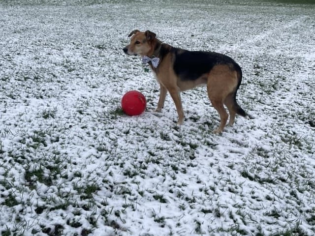 A dog enjoying a snowy kickabout.