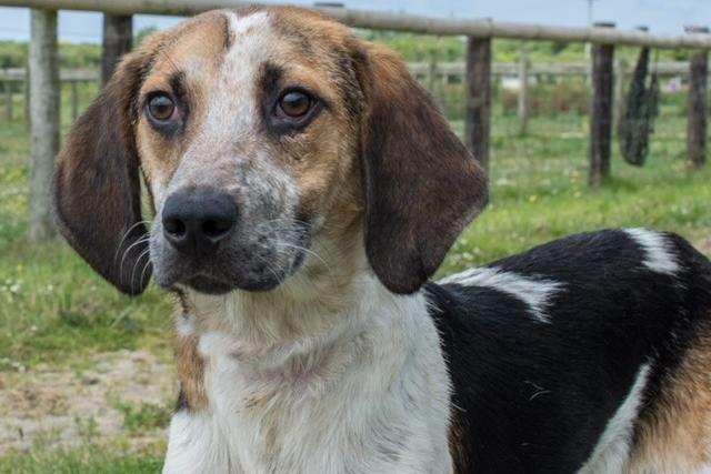 Annie said: "Thor is a very handsome nine month old trail hound. He would love an active home with other dogs to play with. He loves everyone and is a happy, giddy lad. He will need to be taught basic commands and will need housetraining."
