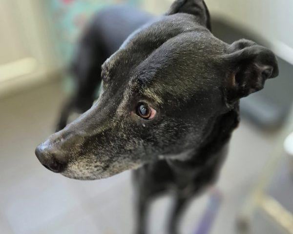 Bill is a handsome lurcher, around six years old. He is looking for a pet-free home and needs someone who will take him for walks where he won’t encounter livestock. He cannot be let off-lead. A comfy sofa is essential for this lovely lad.
