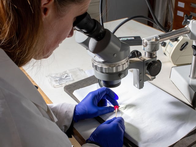 Conservator cleaning necklace pendant from Harpole Burial