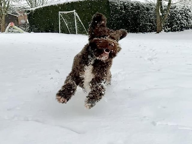 One very excited pooch!
