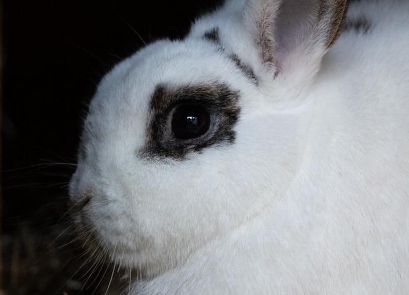 Animals In Need currently has more than 30 bunnies needing homes