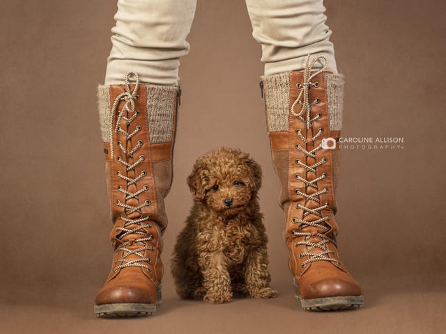 Mike, a tiny toy poodle pup, pictured by Caroline.