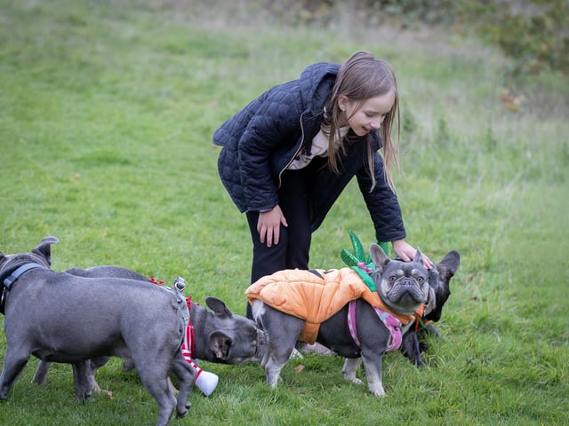 Owners and their pets met for the annual Halloween Walk for the annual event organised by the French Bulldog Meet and Walk Northampton group