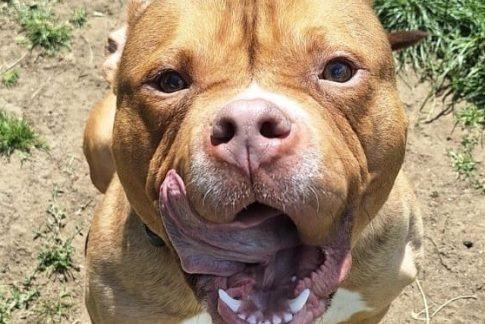 Timmy is a friendly Pocket Bully who knows a few commands and keeps his kennel clean. He can be wary of strangers until he learns to trust them and isn’t comfortable around children, so he’ll need a home with no one under 16 living or visiting. He’s currently on a grain-free diet to manage potential allergies. Timmy seems fine with other dogs and may be able to live with one. A breed-experienced home would be ideal.